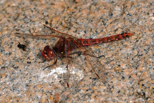 Male
2011_07_10_CO